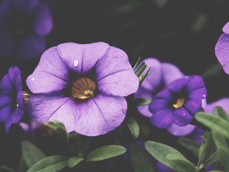 sudoku challenge mode screenshot 5